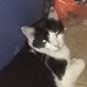 Meet your Posher, Saul and jennifer